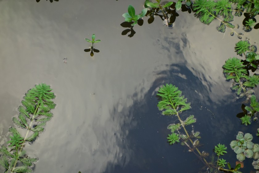 Water vegetation at Roosevelt State Park, MS